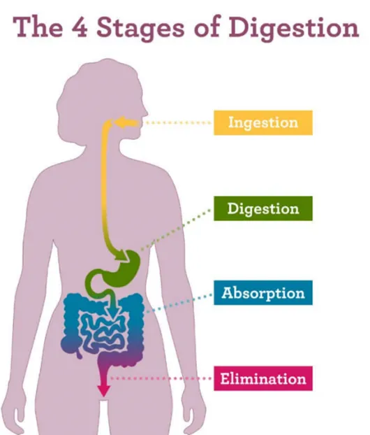 Chiropractic South Sioux City NE 4 Stages of Digestion