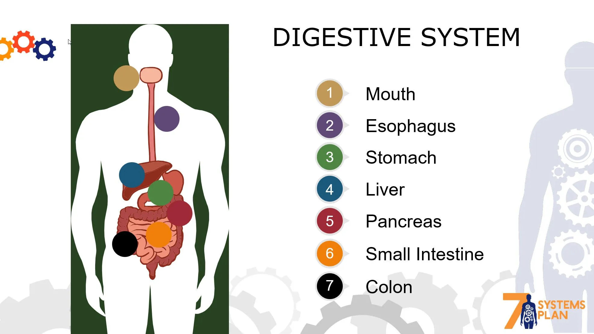 Chiropractic South Sioux City NE Digestive System