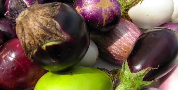 Chiropractic South Sioux City NE Eggplants