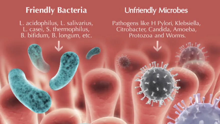 Chiropractic South Sioux City NE Friendly Bacteria Unfriendly Microbes