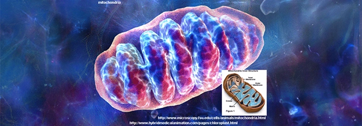 Mitochondria: The Secret to Limitless Energy in South Sioux City NE