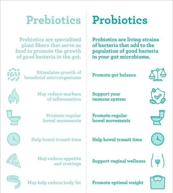 Chiropractic South Sioux City NE Prebiotics And Probiotics Chart