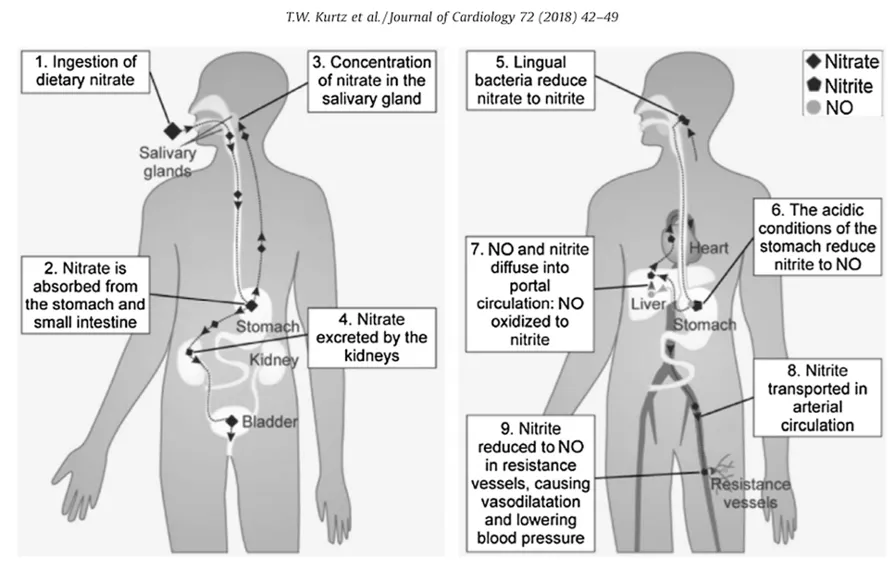 Chiropractic South Sioux City NE Stomach Acid