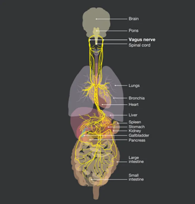 Chiropractic South Sioux City NE Vagus Nerve