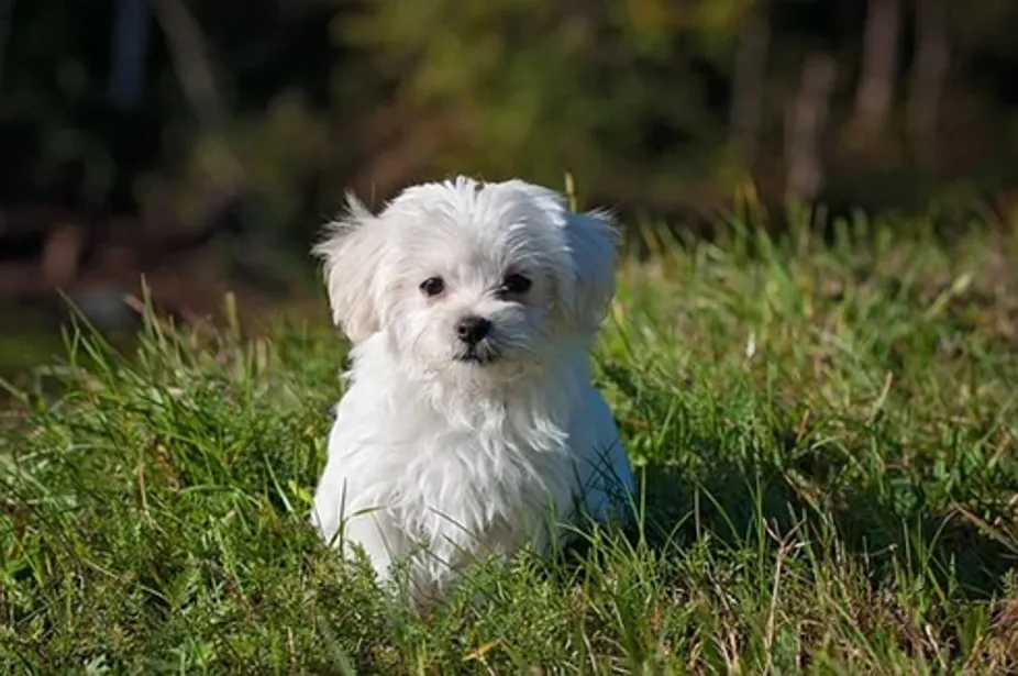 Chiropractic South Sioux City NE White Dog